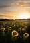 Picture of SUNFLOWERFIELD IN SWEDEN