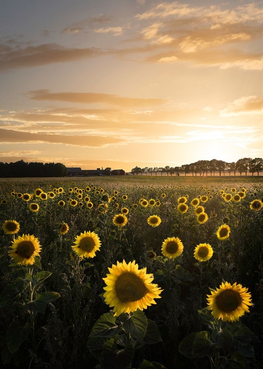 Picture of SUNFLOWERFIELD IN SWEDEN