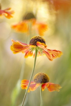 Picture of HELENIUM