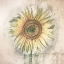 Picture of SUNFLOWER