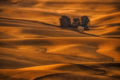 Picture of GOLDEN FIELD