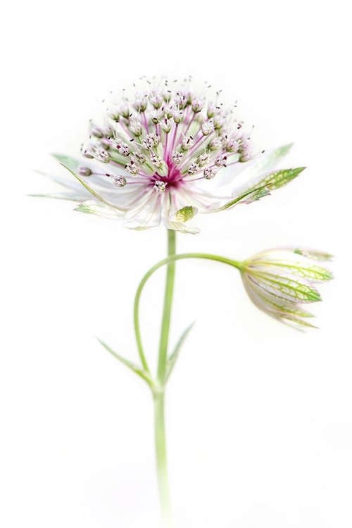 Picture of SIMPLY ASTRANTIA