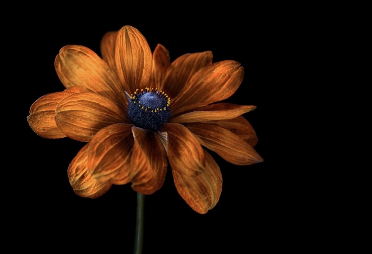 Picture of RUDBECKIA