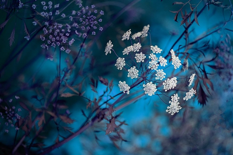 Picture of QUEEN ANNES LACE