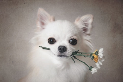 Picture of CHIHUAHUA WITH FLOWERS