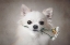 Picture of CHIHUAHUA WITH FLOWERS