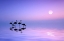 Picture of MORNING FLAMINGO