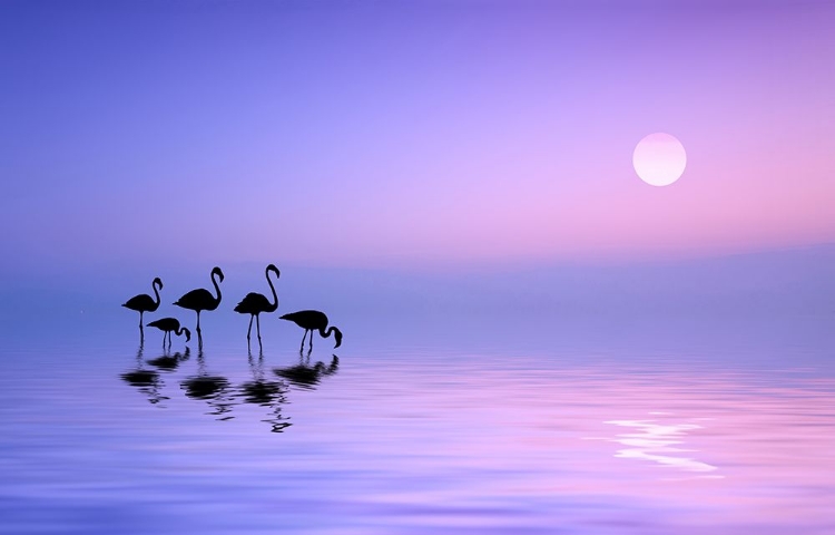 Picture of MORNING FLAMINGO