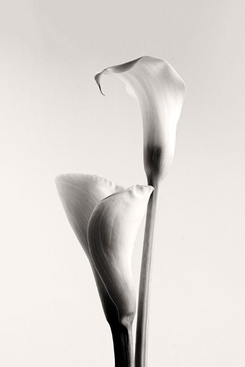 Picture of CALLA