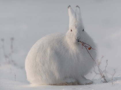 Picture of WILD ARCTIC HARE