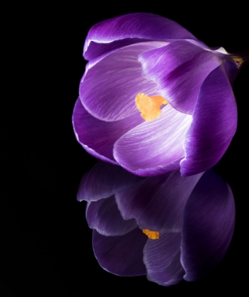 Picture of CROCUS FLOWER WITH REFLECTIONS
