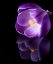 Picture of CROCUS FLOWER WITH REFLECTIONS