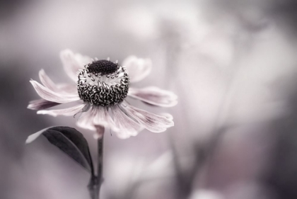 Picture of HELENIUM