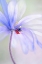 Picture of SPRING LADY
