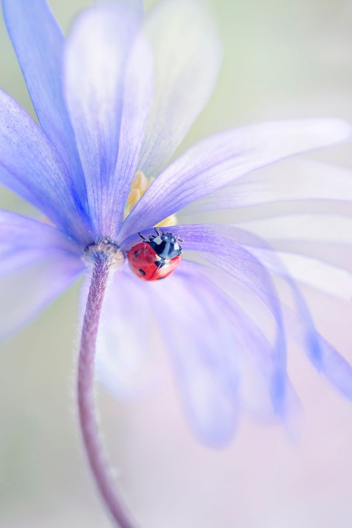 Picture of SPRING LADY