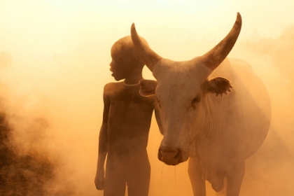 Picture of BOY OF CATTLE