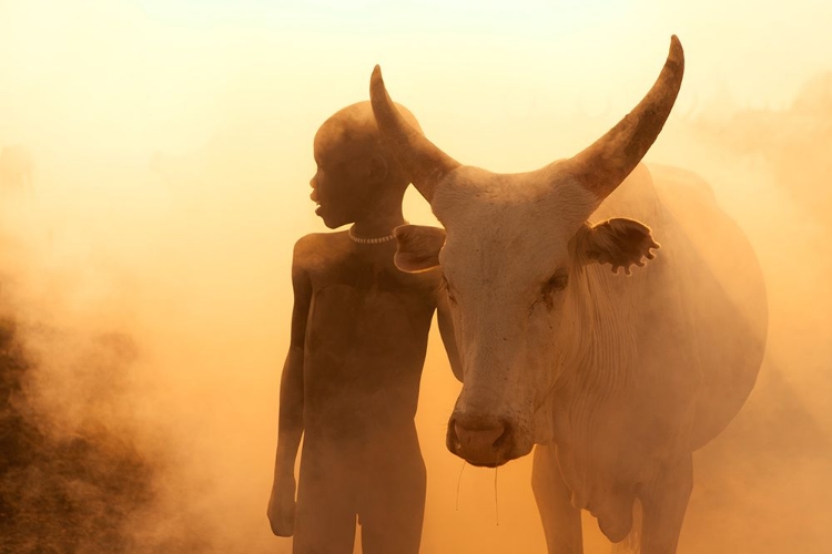 Picture of BOY OF CATTLE