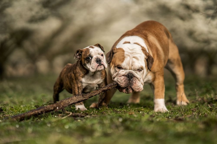 Picture of BUSY WITH A STICK