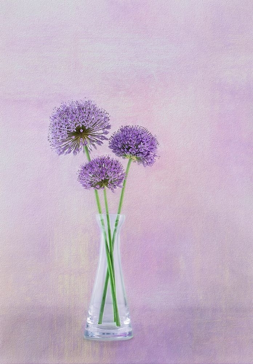 Picture of 3 ALLIUM