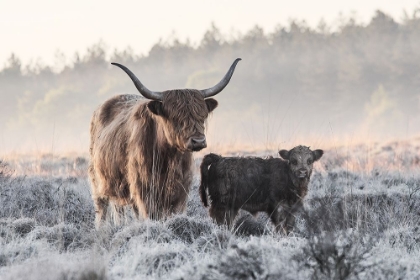 Picture of HIGHLANDER AND CALF