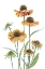 Picture of HELENIUM