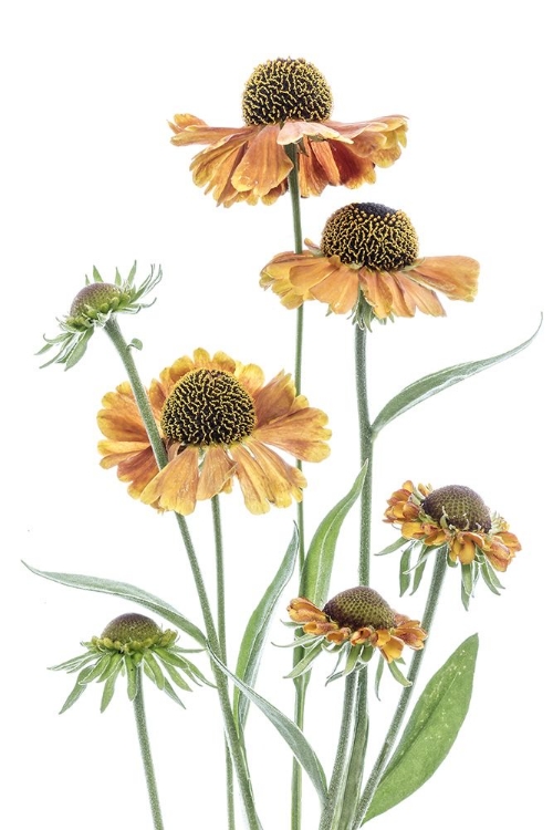 Picture of HELENIUM