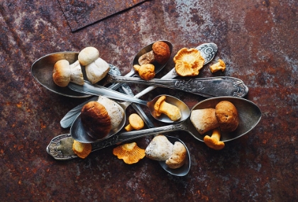 Picture of SPOONSAWILD MUSHROOMS