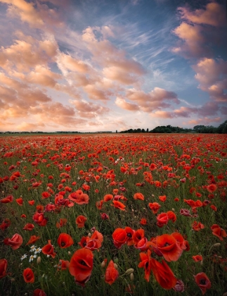 Picture of POPPY FIELD IN SWEDEN