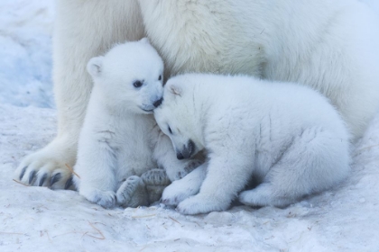 Picture of POLAR BEAR CUB