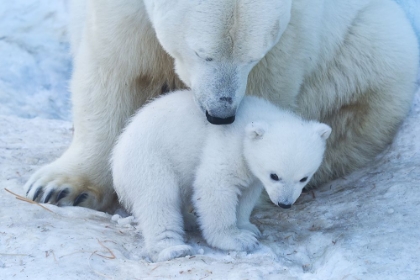 Picture of POLAR BEAR PORTRAIT