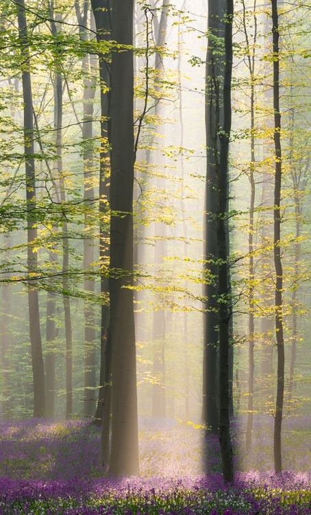 Picture of MISTY SUNRISE IN HALLERBOS