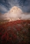 Picture of AUTUMN IN THE MOUNTAINS