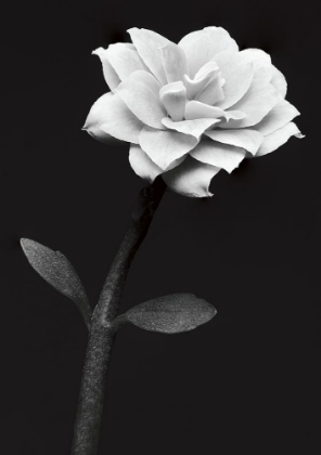 Picture of WHITE FLOWER