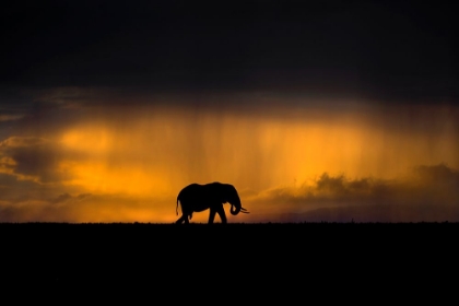 Picture of ELEPHANT IN A RAIN STORM AT SUNSET