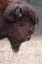 Picture of BISON IN WINTER