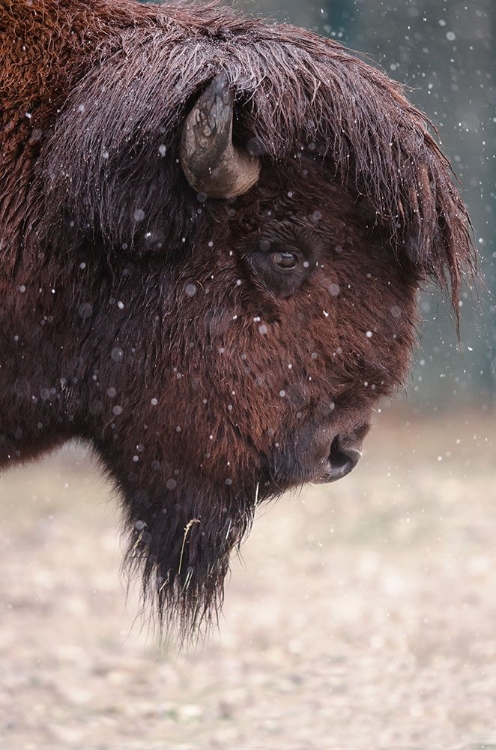 Picture of BISON IN WINTER