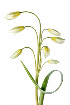 Picture of TULIPA TARDA