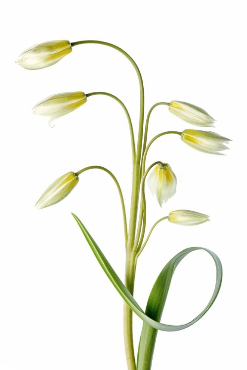 Picture of TULIPA TARDA