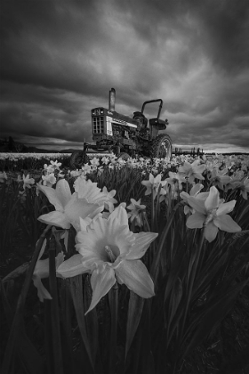 Picture of TRACTOR IN DAFFODILS