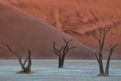 Picture of DEADVLEI