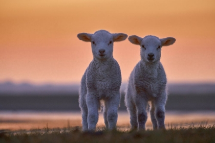 Picture of LAMB TWINS