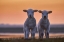 Picture of LAMB TWINS
