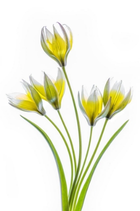 Picture of TULIPA