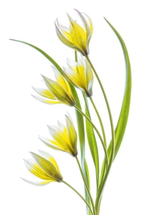 Picture of TULIPA