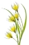 Picture of TULIPA
