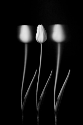 Picture of TULIPS