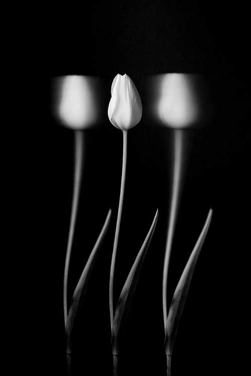 Picture of TULIPS