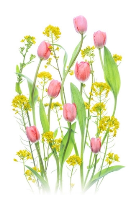 Picture of BRIGHT SPRING FLOWERS