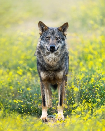 Picture of IBERIAN WOLF