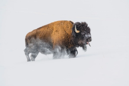 Picture of BISON IN THE SNOW